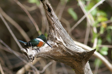 Green Kingfisher